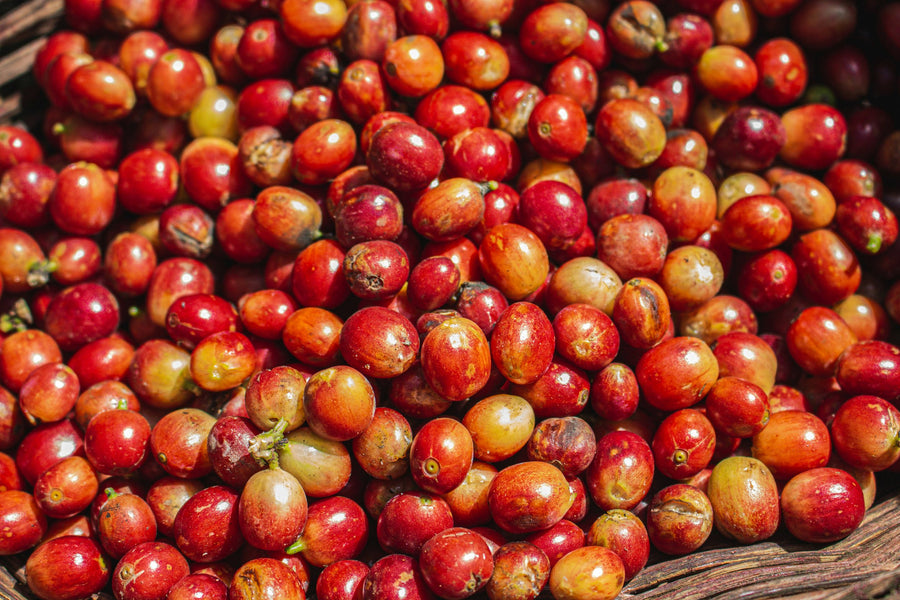Ripe red coffee cherries from Ethiopia