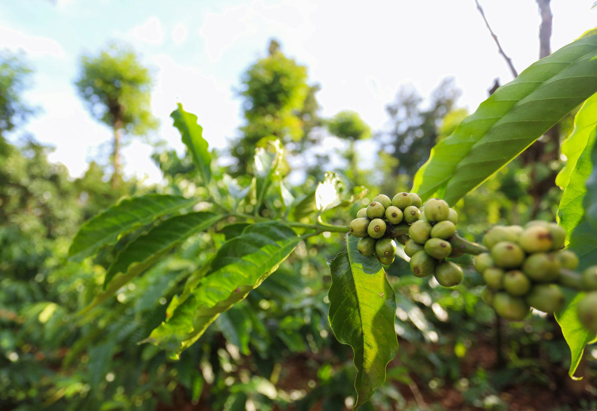 Coffee cherries ripening on the plant in Vietnam