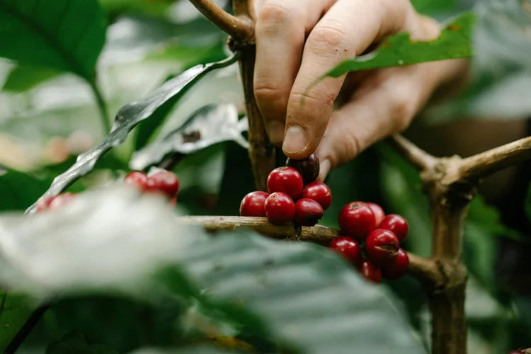 Hand-picking ripe coffee cherries in Honduras
