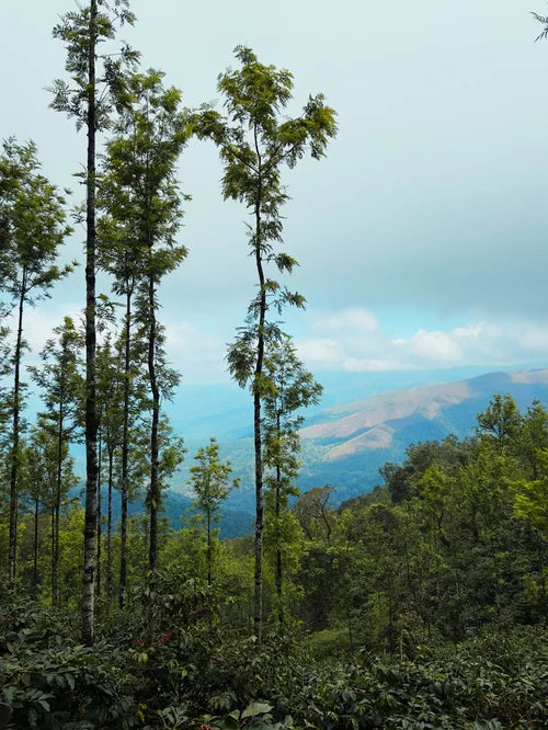 Shade trees on a coffee-growing hillside in India