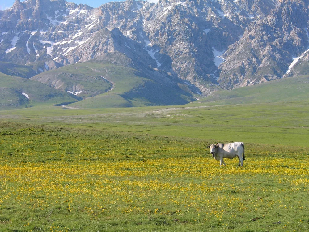 Mountain pasture in the Peruvian Andes coffee-growing region