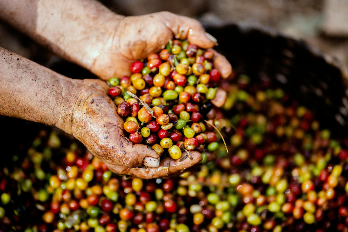 Hands holding freshly picked coffee cherries